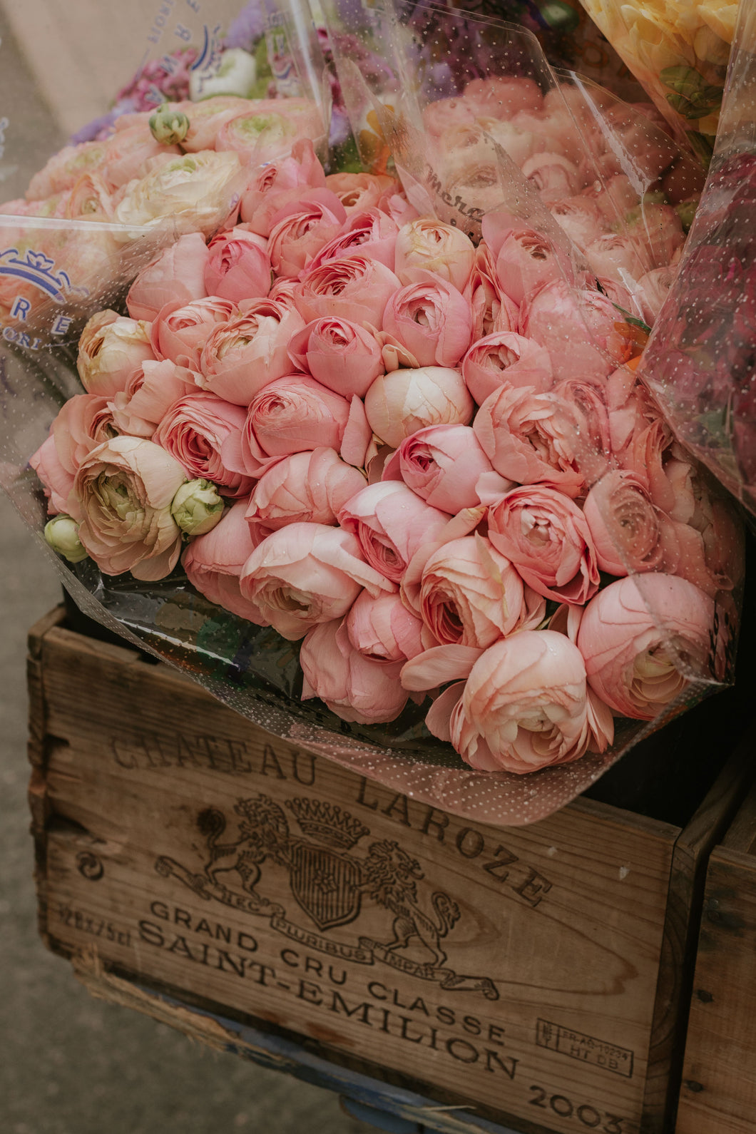 Ranunculus
